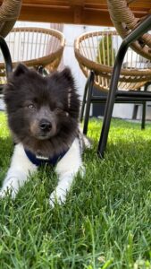 Meet Lupo