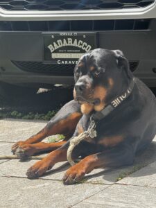 Dogs Gallery
